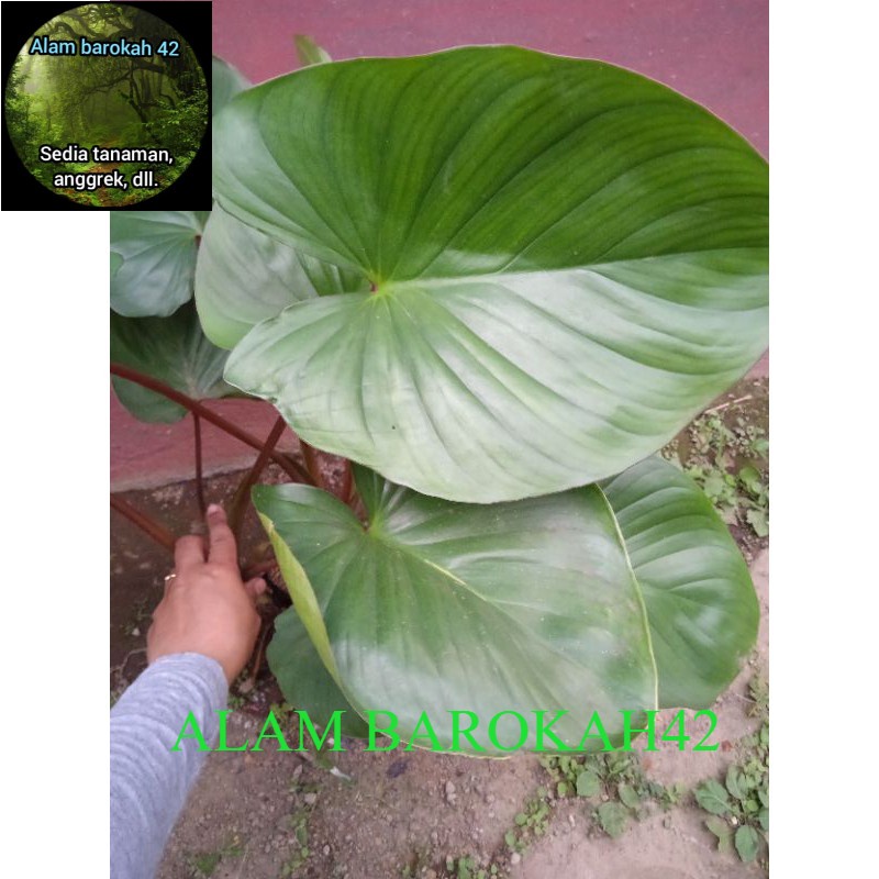 Keladi cariang merah talas merah keladi merah