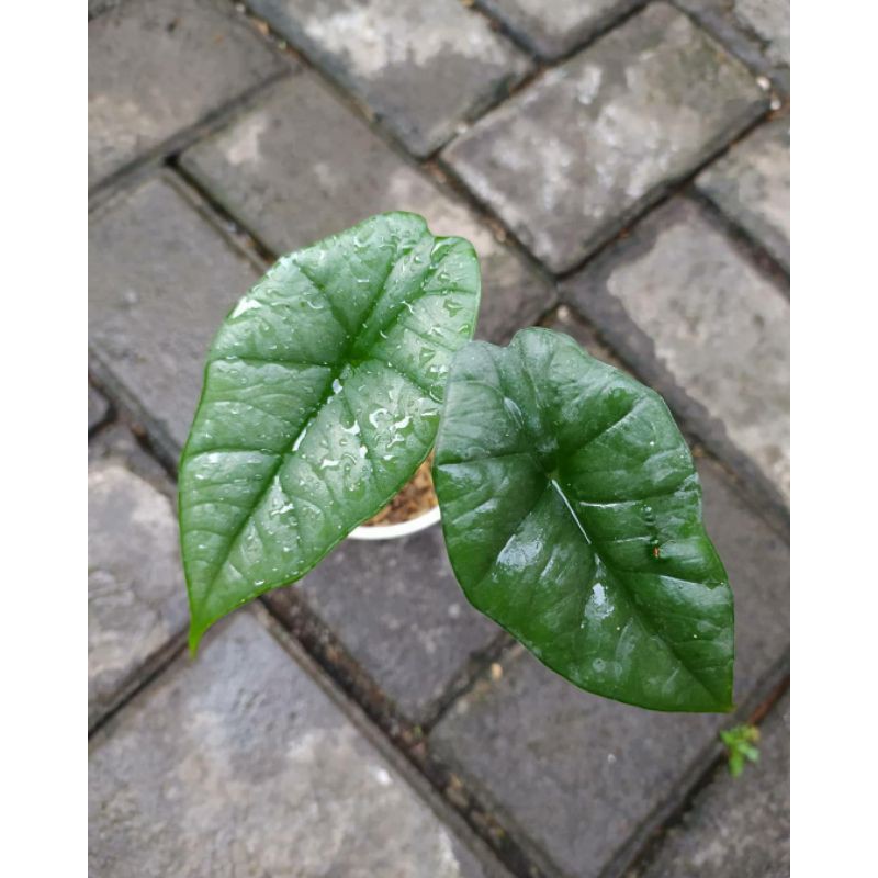 Alocasia Bisma