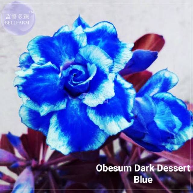 Bibit Bunga Kamboja Adenium Obesum Dark Dessert Blue - Tanaman Hias-0