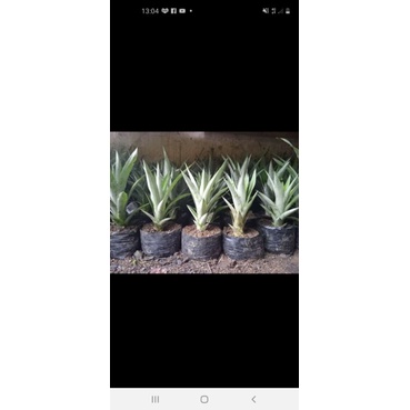 bibit nanas madu super jumbo//COD Bibit nanas madu super jumbo