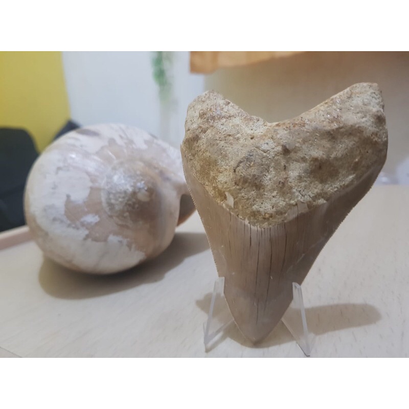 Fosil Gigi Hiu Purba Megalodon / Shark Tooth Fossil