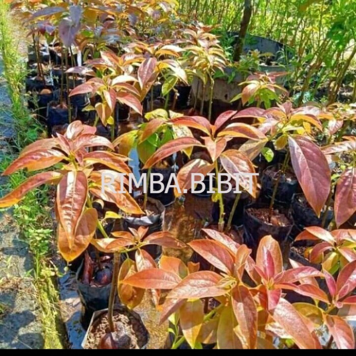 bibit buah alpukat red vietnam