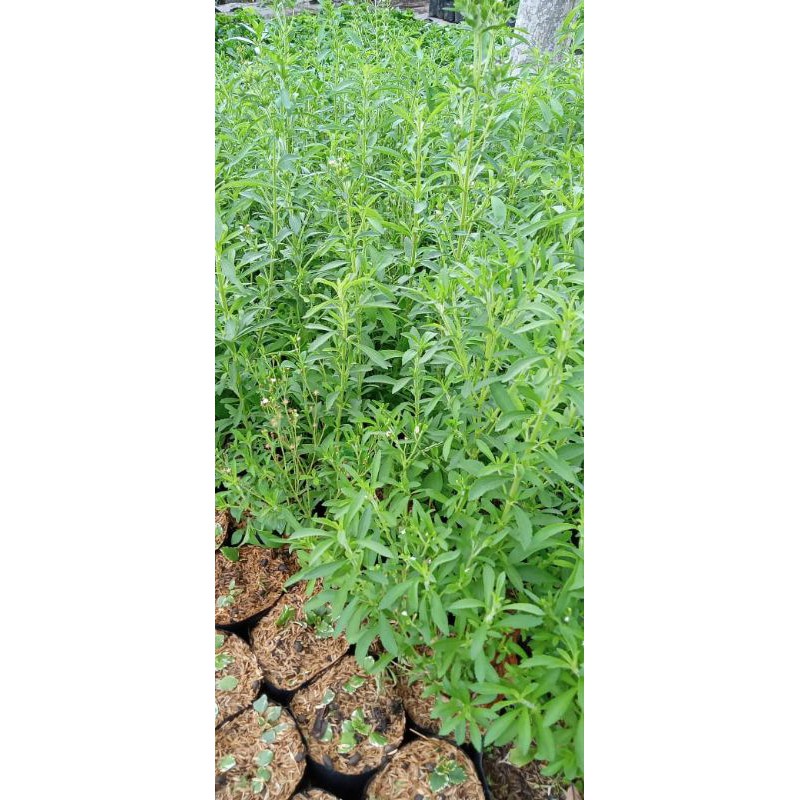 Tanaman stevia (tanaman gula stevia)