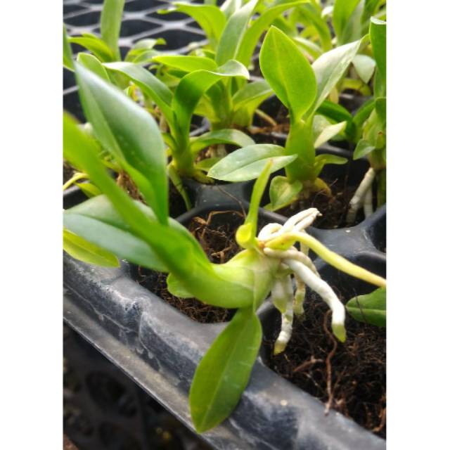 Seedling grammatophyllum martae