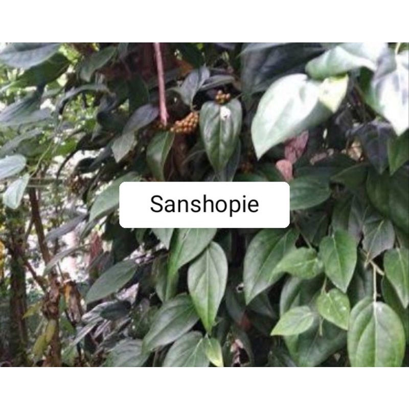 

Daun Kemukus Lada Hutan Atau Daun Sirih Hutan Segar Per 1 Kg