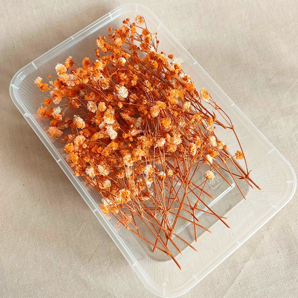 Preserved Real Touch Premium Baby's Breath Gypsophila Box Bunga Kering Asli Hias Dekorasi