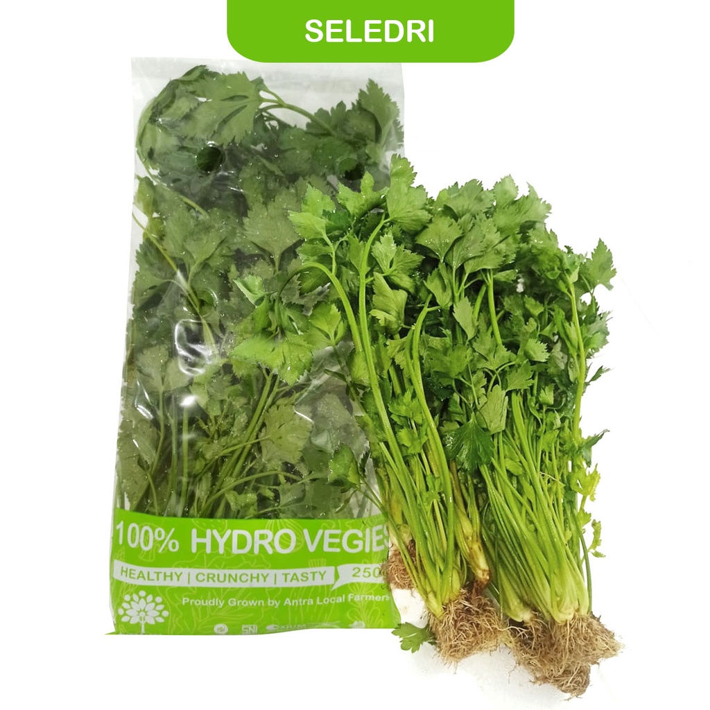

HIDROPONIK SELEDRI 100g