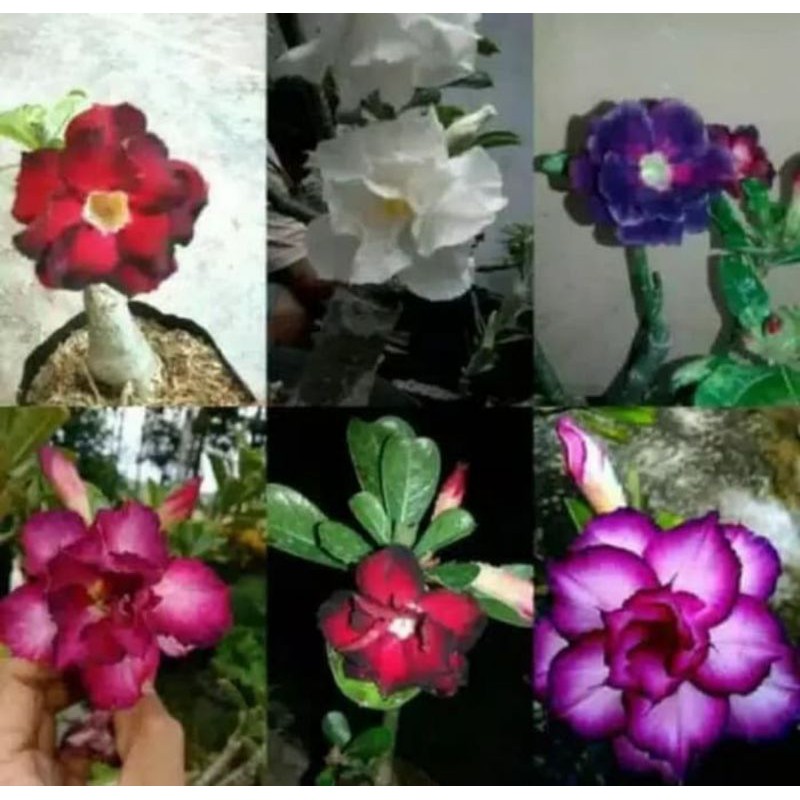 PROMO Paket 6 bibit tanaman adenium - adenium - adenium kamboja jepang