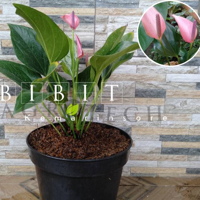 Bibit Tanaman Hias Anthurium Mini Pink Tanaman Hias Anthurium Pink Tanaman Anthurium Jakarta