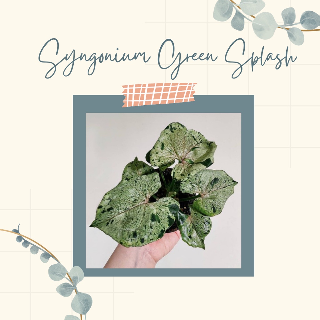 Tanaman Hias Syngonium Green Splash Bunga Syngonium Green Splash