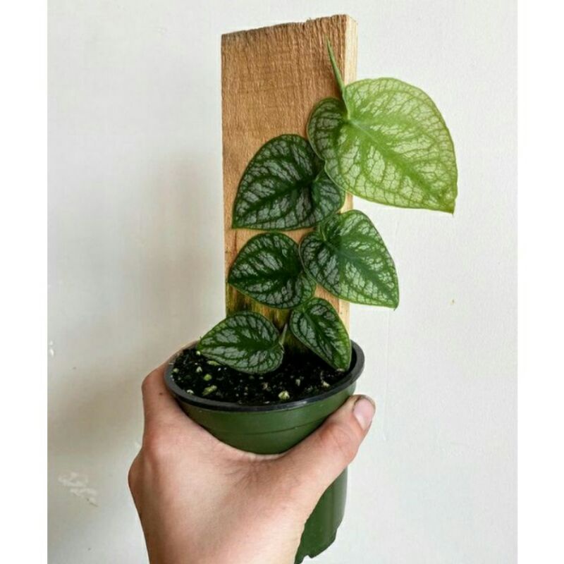 Tanaman hias Bibit bonggol Monstera dubia