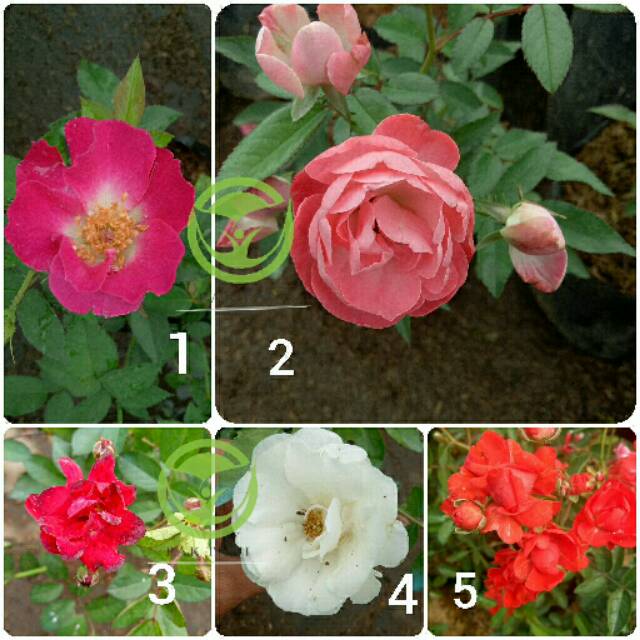 Paket mawar rambat / mawar rambat pink / mawar rambat kuning / mawar gubis