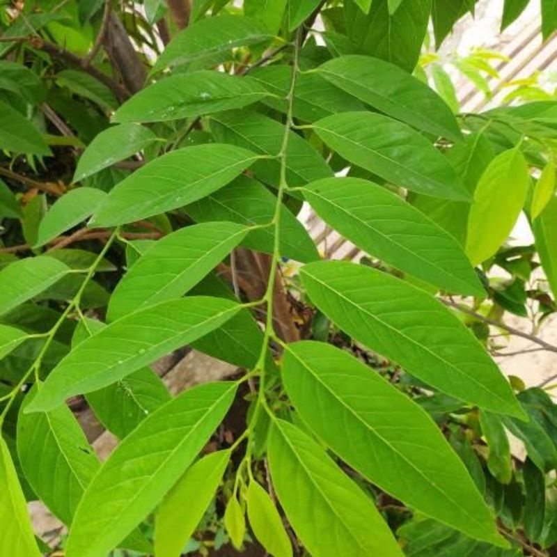 

daun srikaya muda untuk menurunkan panas