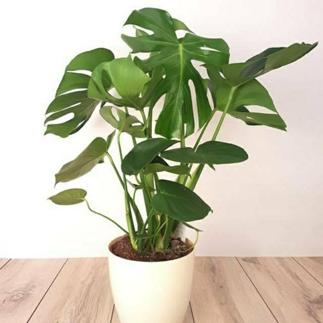 Tanaman hias monstera deliciosa - monstera deliciosa - bibit tanaman monstera