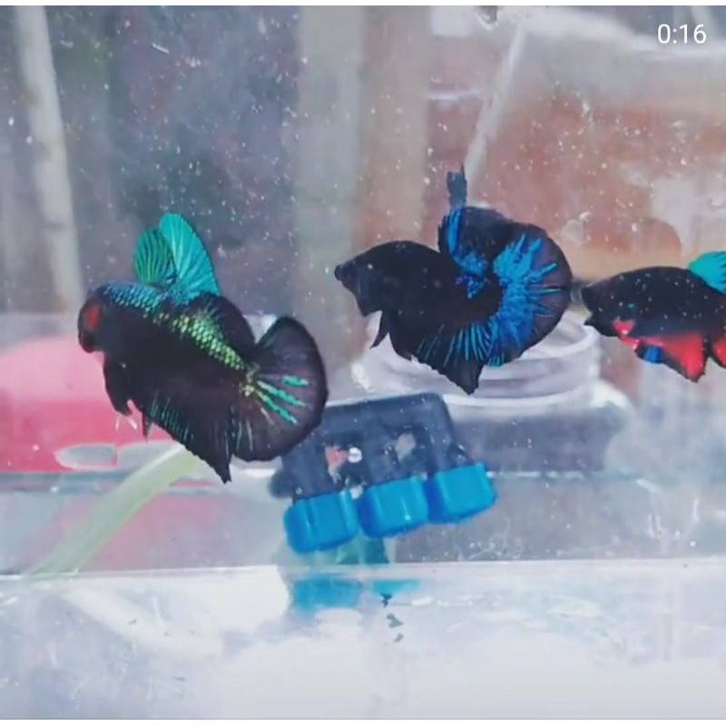 cupang avatar black series