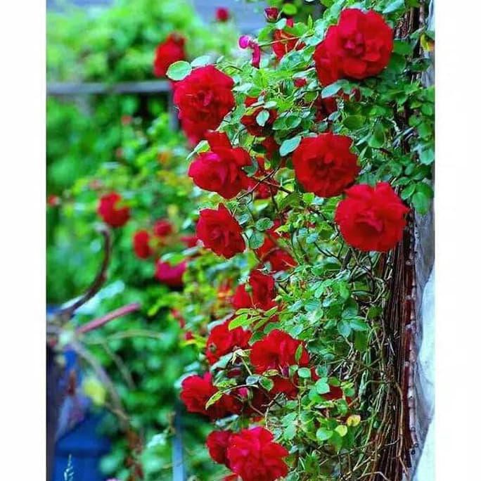 BIBIT TANAMAN HIAS BUNGA MAWAR RAMBAT MERAH/CLIMBING ROSE SELLER TERBAIK