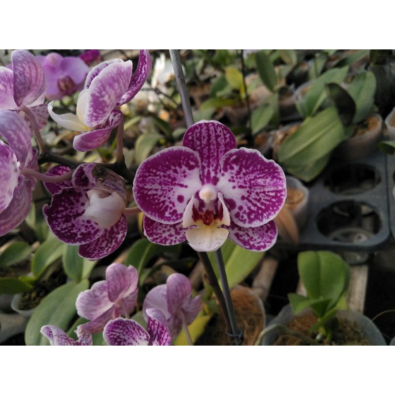anggrek bulan grade B ungu bintik phalaenopsis hybrid bunga mini double spike