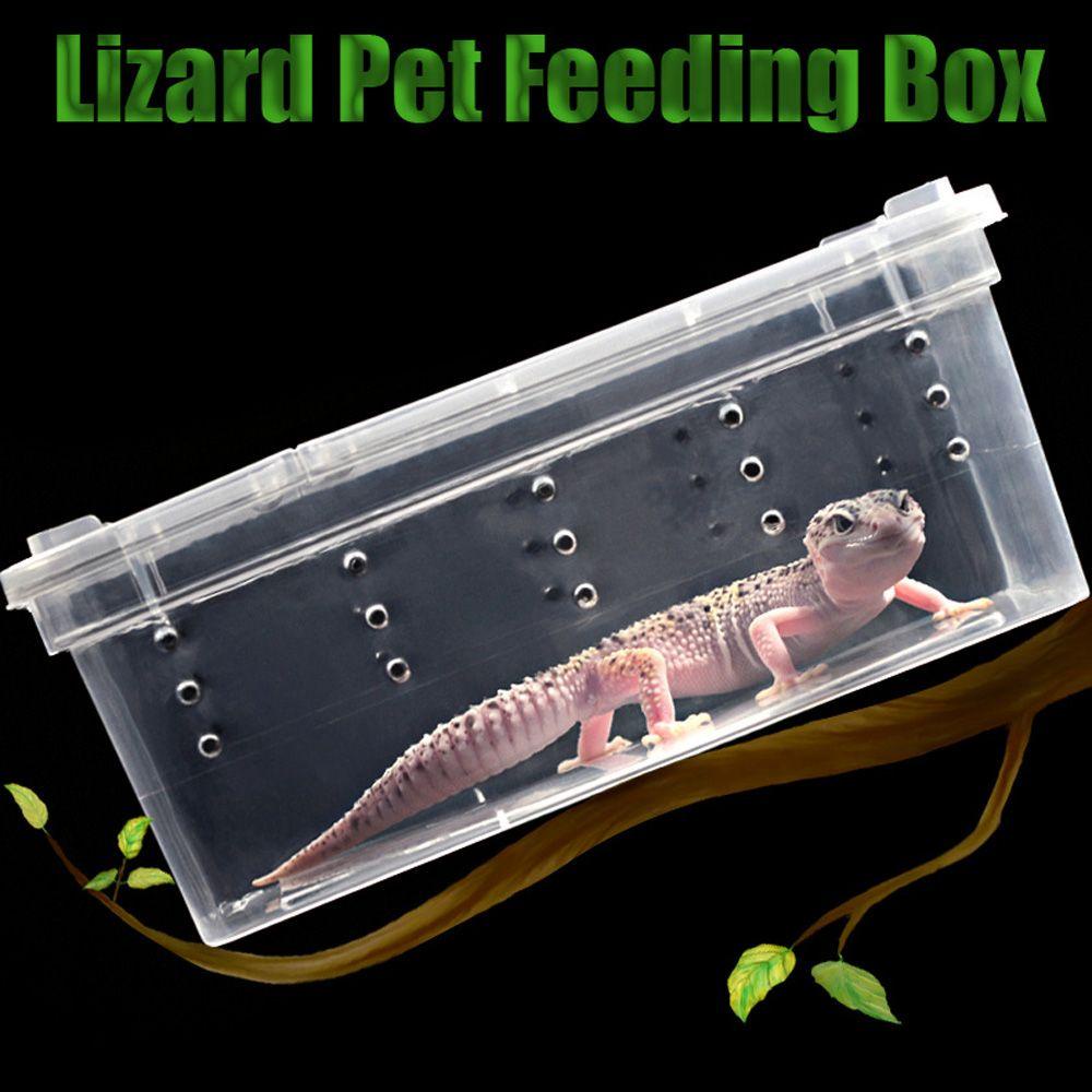 Rebuy Feeding Box Amphibia Bening Kodok Reptil Untuk Cicak Spider Tokek Tarantulas Ular Rumah Tamu