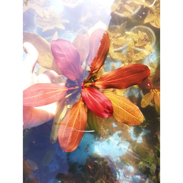 echinodorus big bear