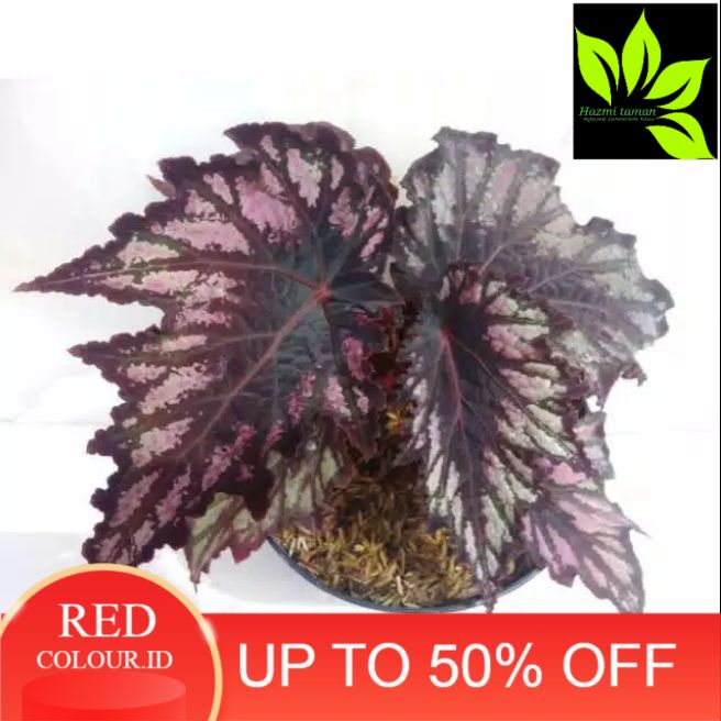 Begonia Rex Black