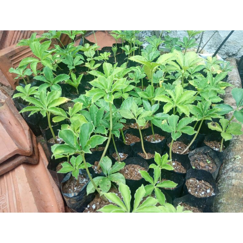 bibit porang polybag asal umbi/1pcs