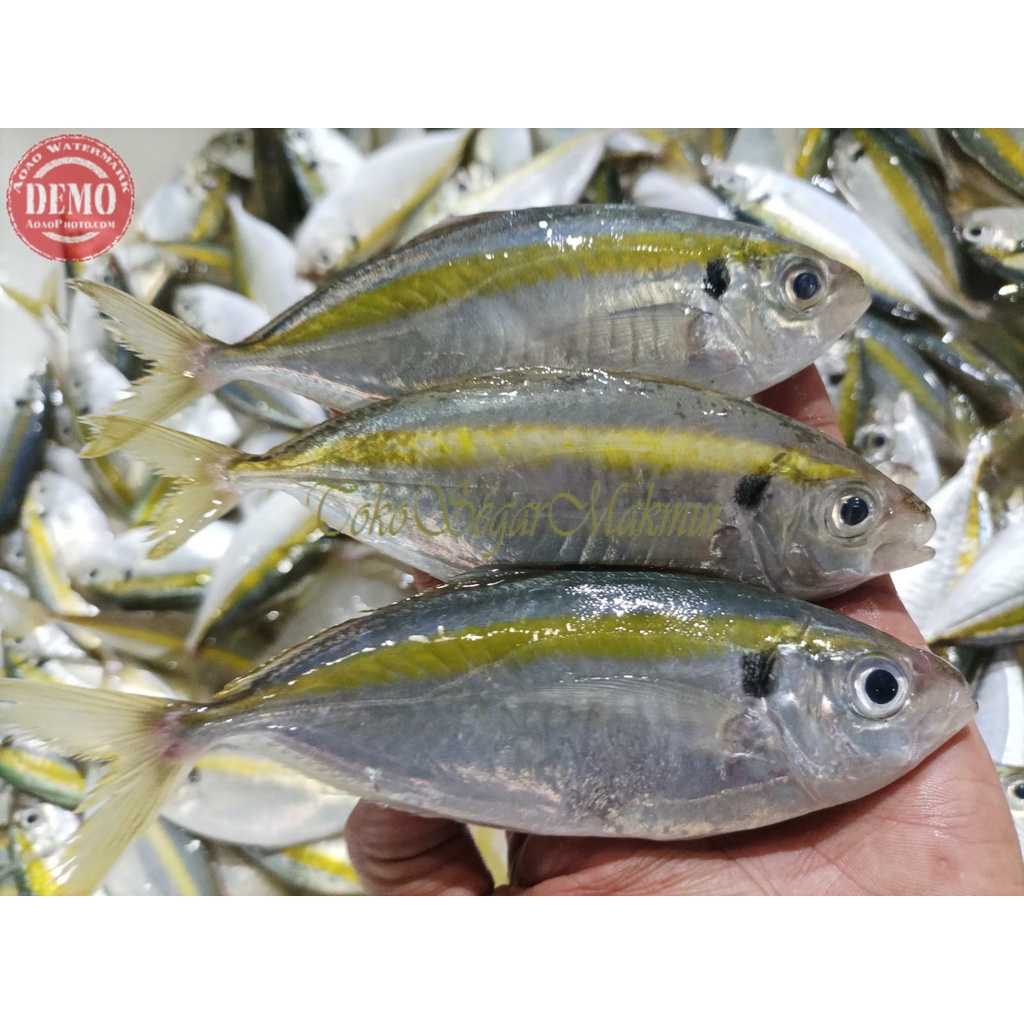 

Ikan Selar Kuning Segar Ikan Laut Segar 1Kg