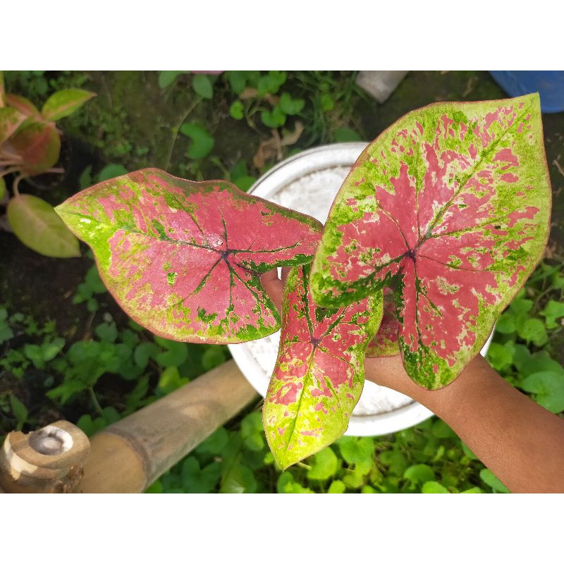 Keladi Caladium Uncle Marley/Tanaman Hias Keladi uncle Marley h37