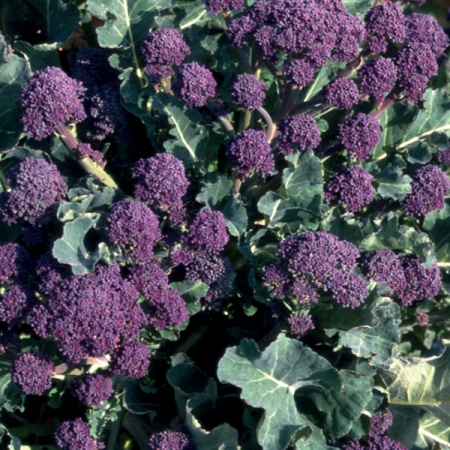 Benih Bibit Biji - Broccoli Sprouting Early Purple Brokoli Ungu Seeds - IMPORT