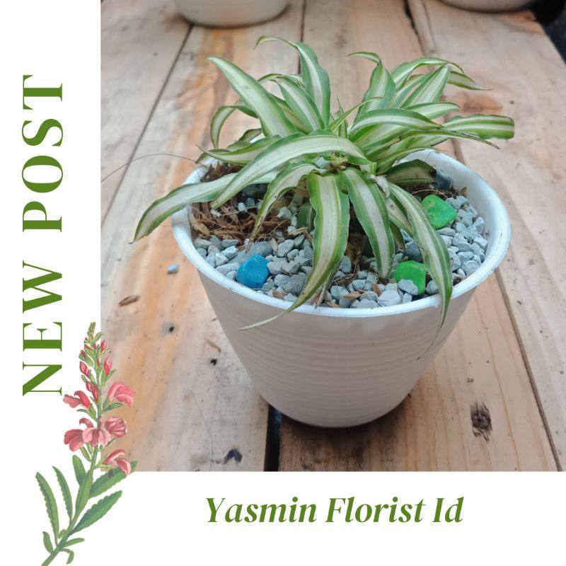 Tanaman Hias Es lilin