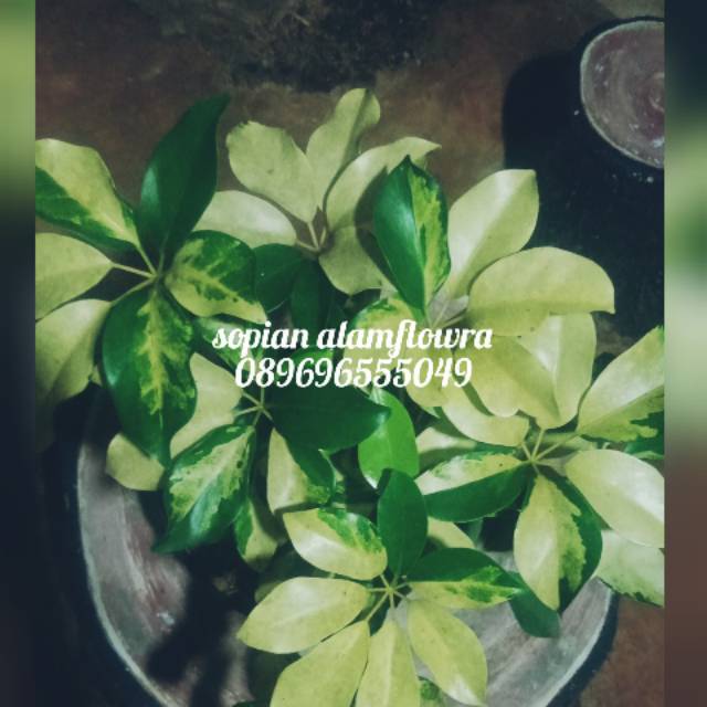 tanaman hias walisongo variegata - walisongo daun besar