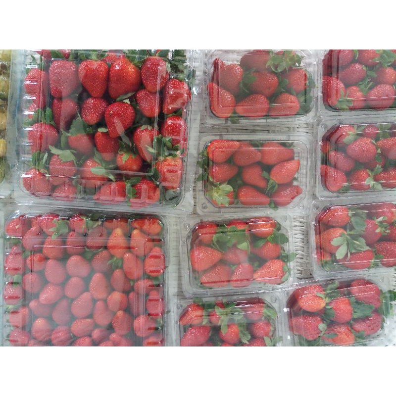 

Stroberi Segar / Fresh Strawberry