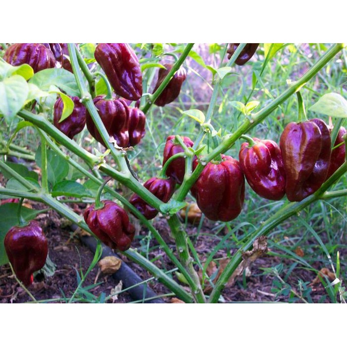 5 Benih Paprika Ungu PURPLE STAR F1 bibit tanaman sayur sayuran cabe cabai