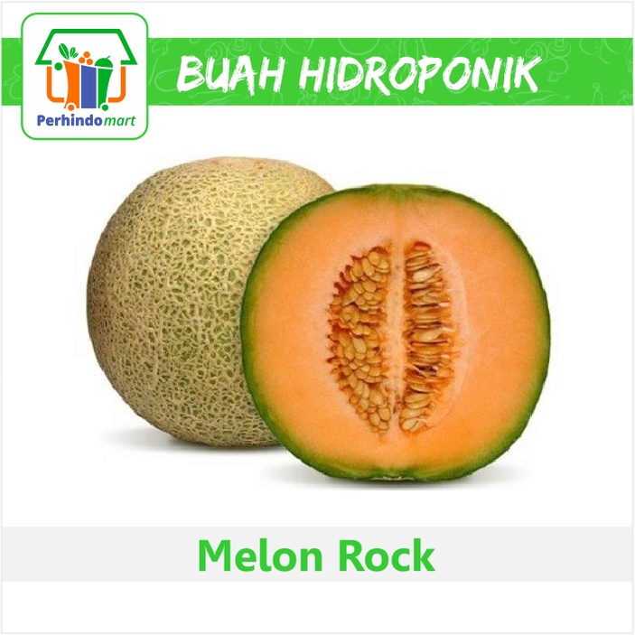 

Melon Rock Hidroponik (Surabaya & Sidoarjo only)