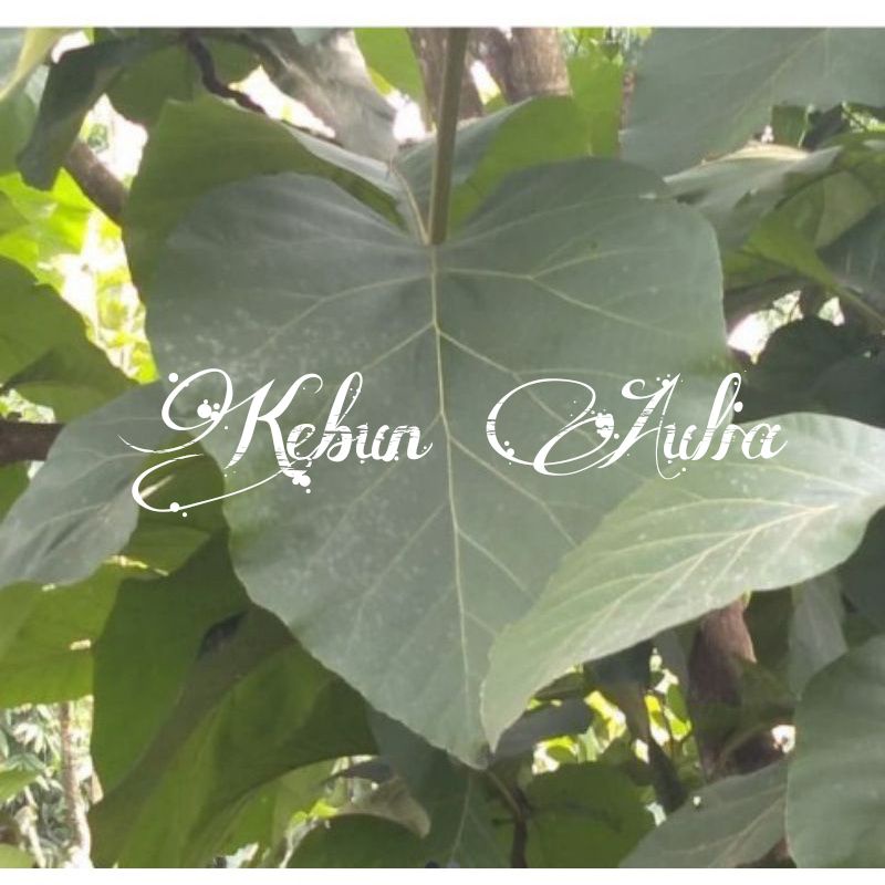 

Daun jati segar 500gr