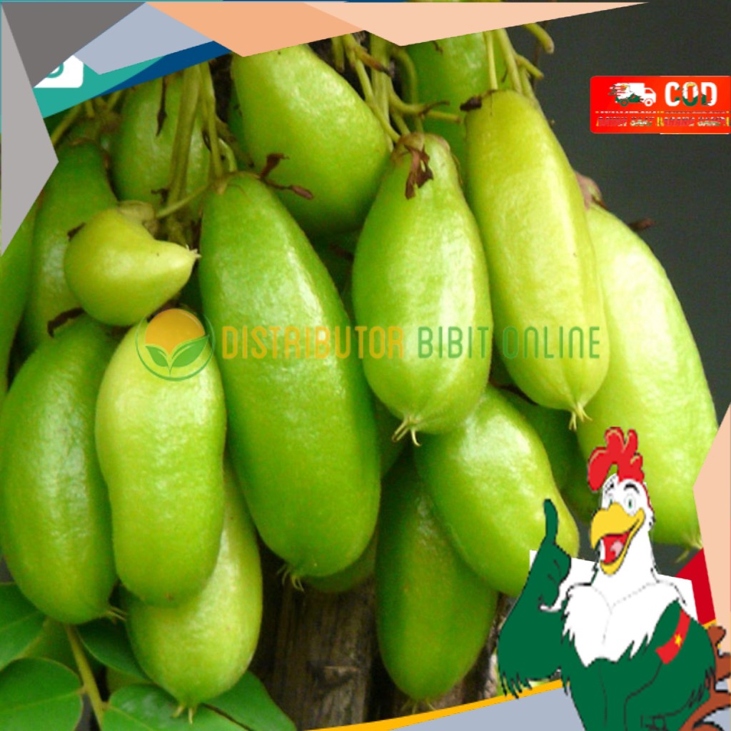 Bibit Buah Belimbing Wuluh Siap Berbuah