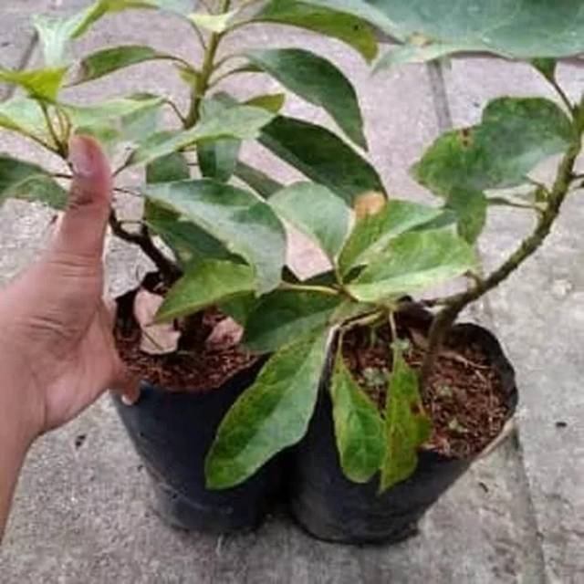 Bibit Tanaman Alpukat Varigata Jumbo