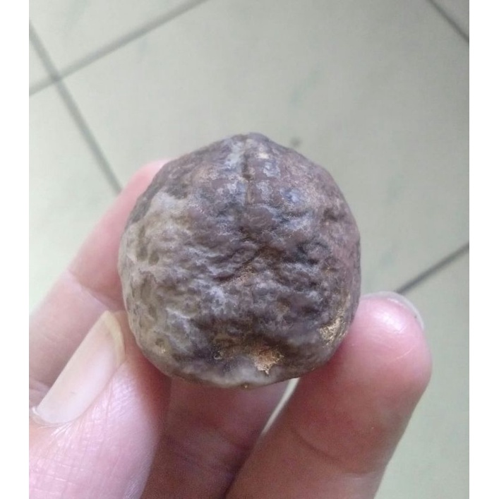 Muncang Adu Yanti Rajabatok mentahan
