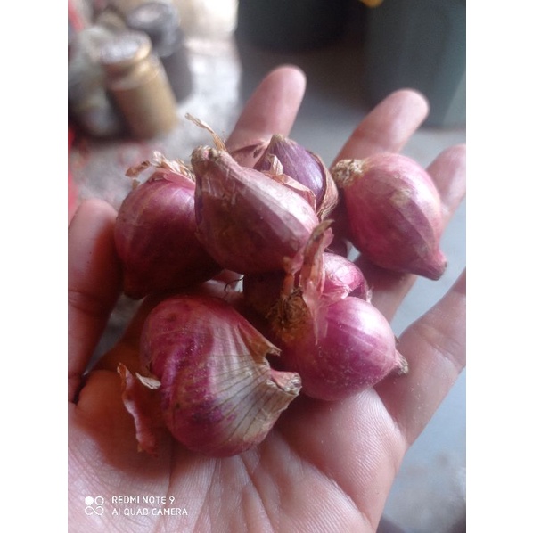 

Bawang Merah Super