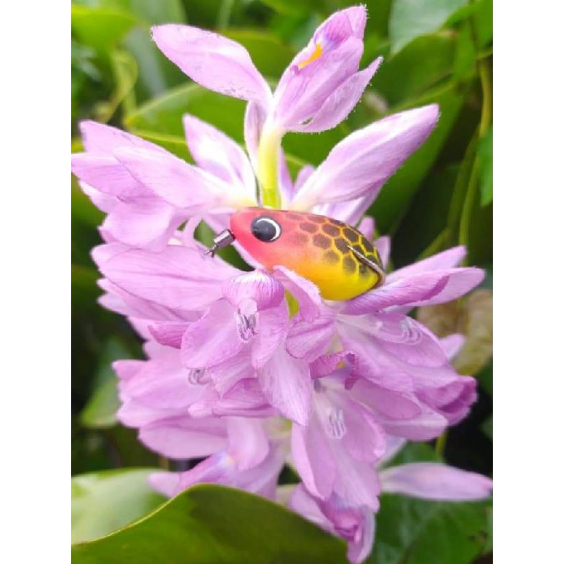 umpan pancing soft frog Umpan Casting Gabus Soft Frog kodok