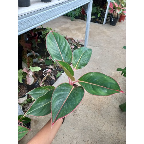 tanaman hias murah aglonema lipstik / lipstik flaminggo daun besar