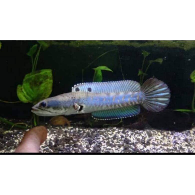 Chana Pulcra blu size 6-7-9-10cm (PROMO)