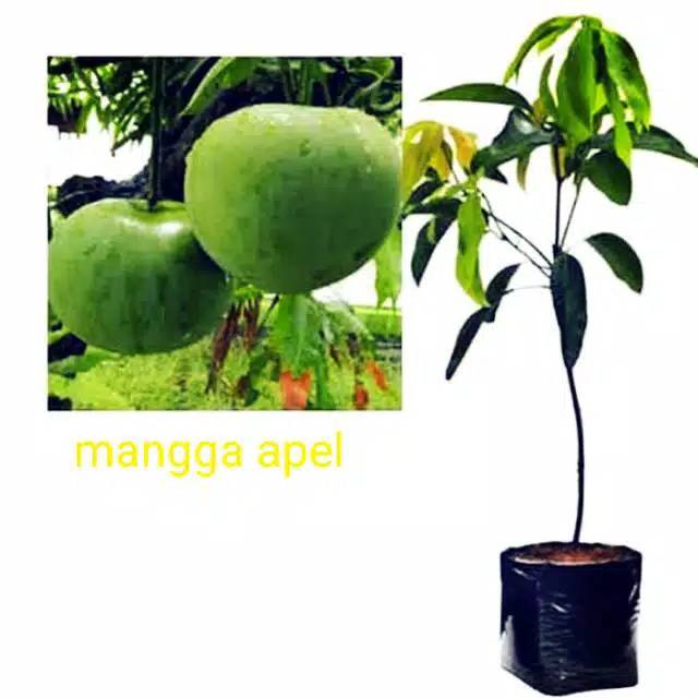 Bibit Buah Mangga Apel Okulasi Mangga Apel