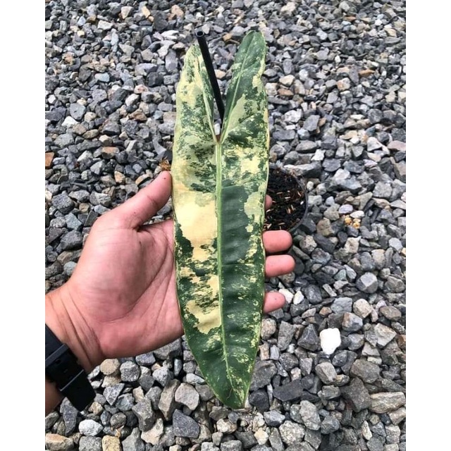 philodendron_var'bilitae• original dan berkualitas