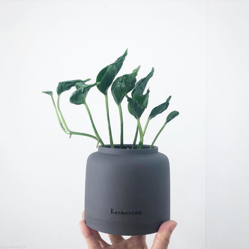 Tanaman hias Epipremnum Shangrila