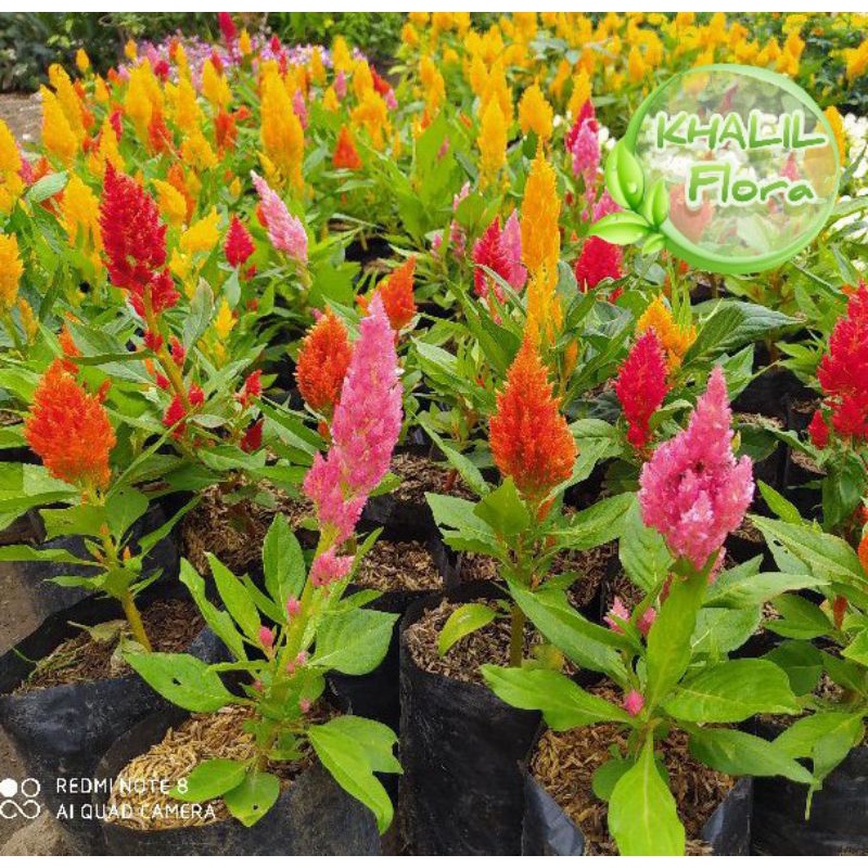 Jengger Ayam Tanaman Hias Bunga Jengger Ayam Celosia