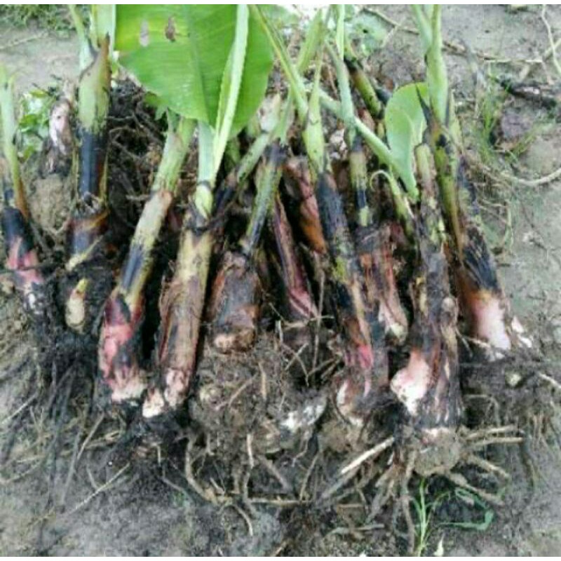 BIBIT PISANG RAJA CERE,PISANG BARANGAN