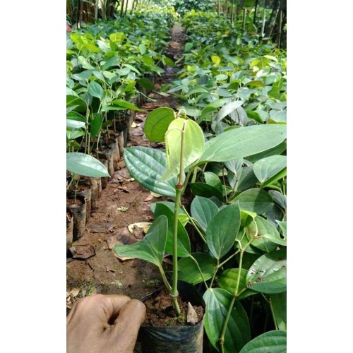 BIBIT LADA RAMBAT BIBIT STEK LADA (LDL) SUPER SIAP TANAM.