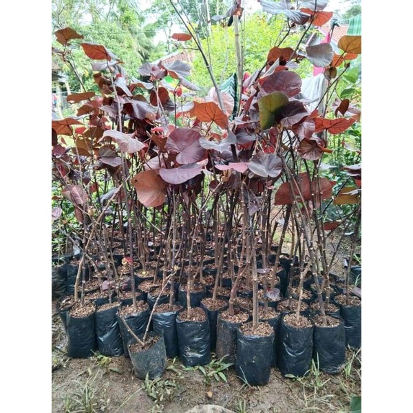 bibit/bonsai/bahan/bunga waru merah/super red