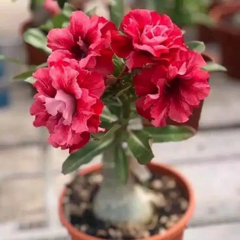 pohon kamboja jepang-adenium bunga merah bonggol besar