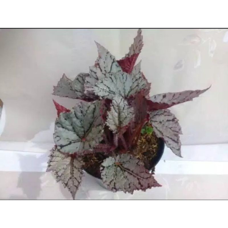 begonia rex silver